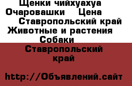 Щенки чийхуахуа . Очаровашки. › Цена ­ 8 000 - Ставропольский край Животные и растения » Собаки   . Ставропольский край